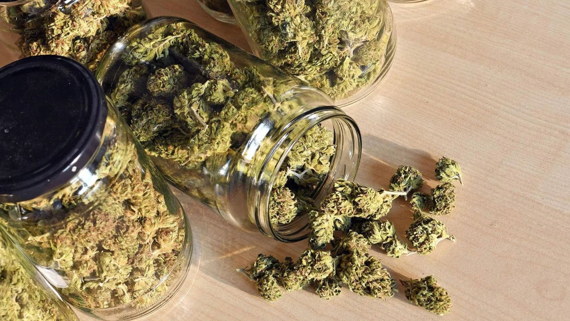 How Do You Pick Indica Strains from a Weed Dispensary in Oshawa?